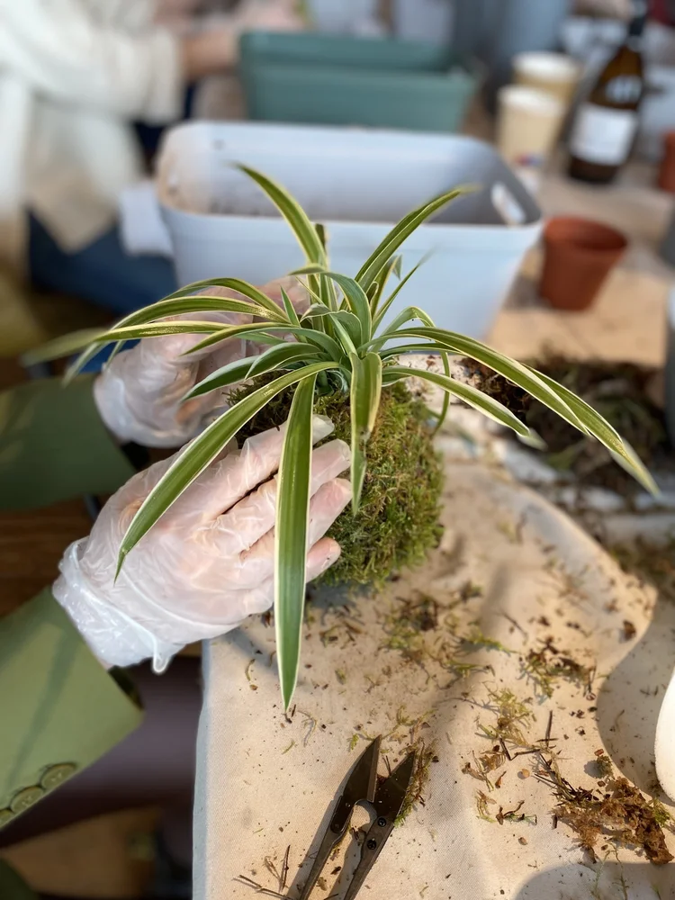  Make your own Kokedama